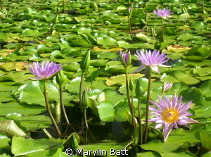 Water lilys floating on the pond at the resort by Marylin Batt 
